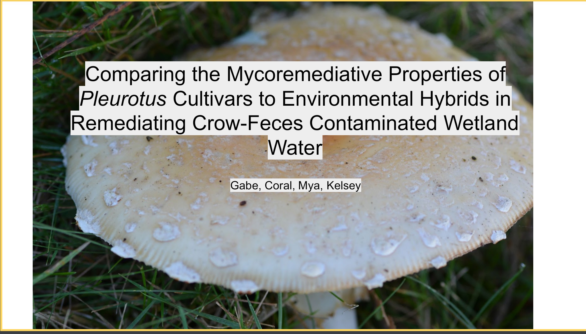 Comparing the Mycoremediative Properties of Pleurotus Cultivars to Environmental Hybrids in Remediating Crow-Feces Contaminated Wetland Water poster